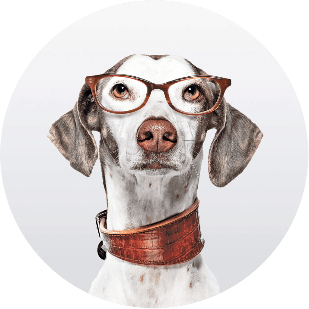 schuett-optik-hoerakustik-ludwigsburg-hund